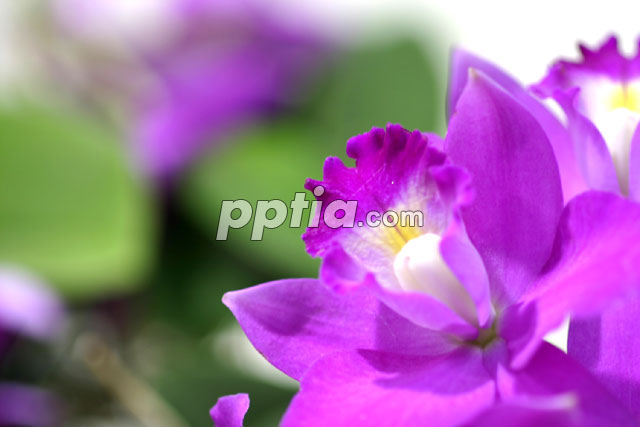 보라 꽃 이미지 미리보기