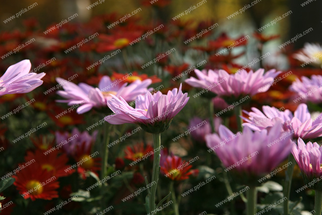 꽃 이미지 미리보기