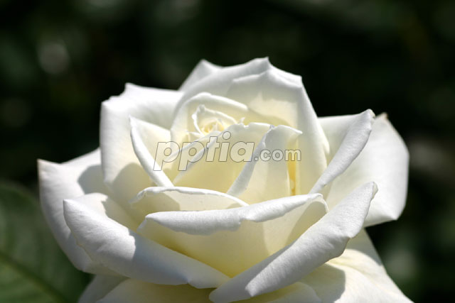 흰꽃 이미지 미리보기