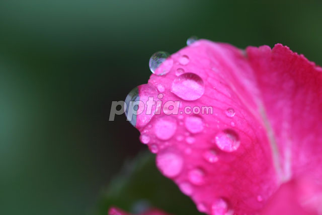 이슬맺힌 꽃잎 이미지 미리보기