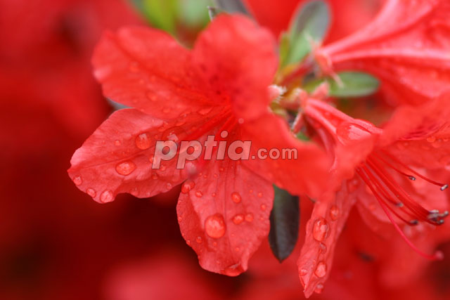 이슬맺힌 빨간꽃 이미지 미리보기