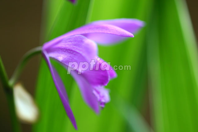 보라 꽃 이미지 미리보기