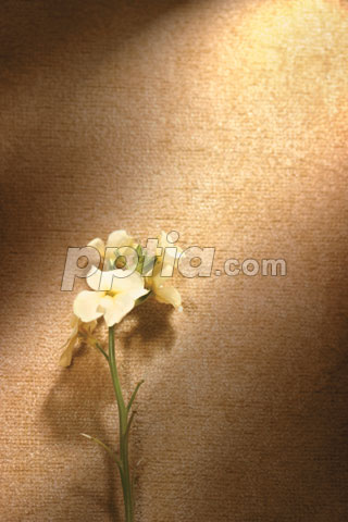 꽃 한송이 이미지 미리보기