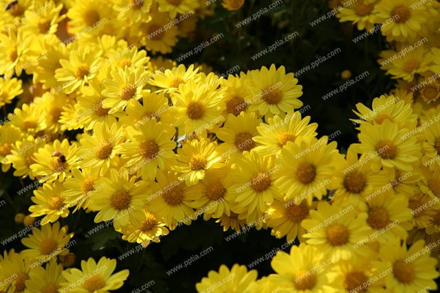 꽃 이미지 미리보기