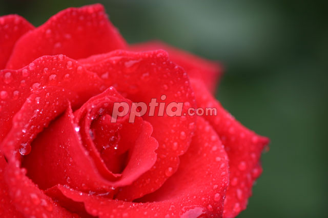 빨간장미 이미지 미리보기