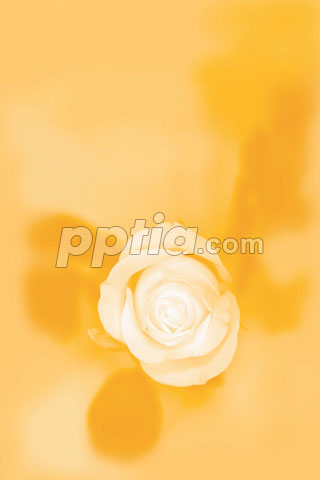 꽃 이미지 미리보기
