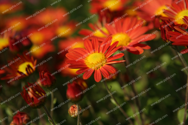 꽃 이미지 미리보기