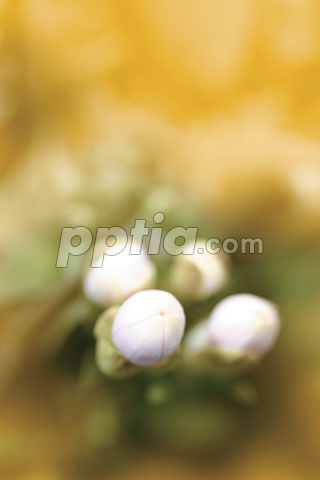 꽃봉오리 이미지 미리보기