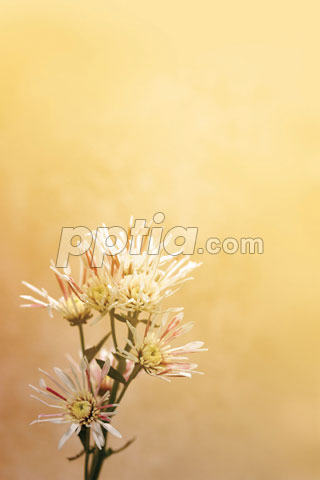 꽃 이미지 미리보기