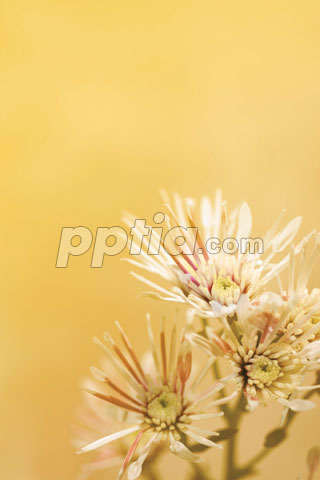 꽃 이미지 미리보기