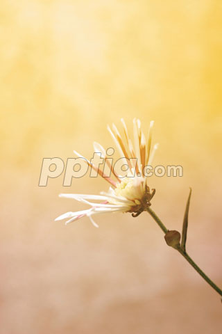 꽃한송이 이미지 미리보기