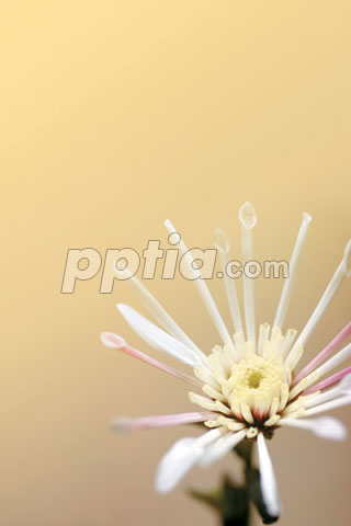 꽃 한송이 이미지 미리보기