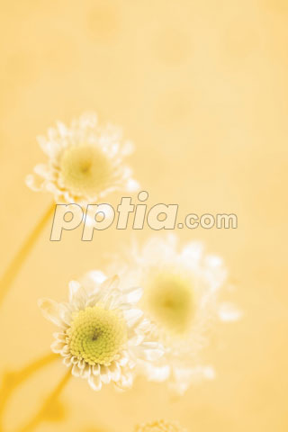 꽃 이미지 미리보기