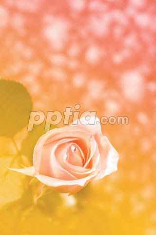 장미 이미지 미리보기