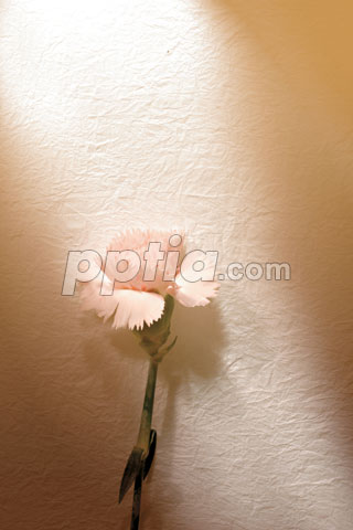 햇살에 비치는 꽃한송이 이미지 미리보기