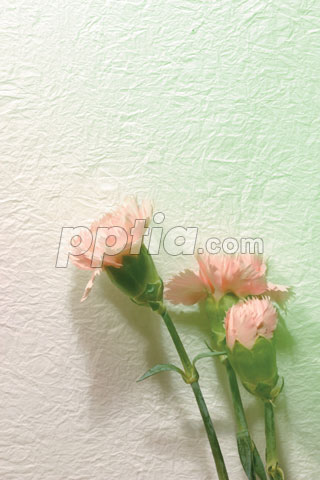 꽃 이미지 미리보기