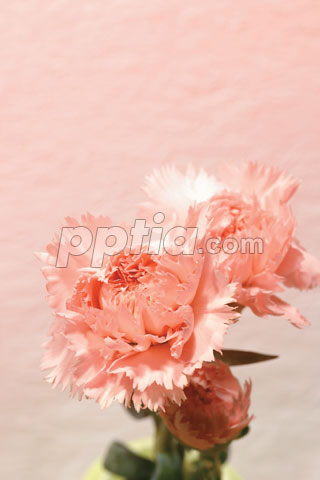 카네이션 이미지 미리보기