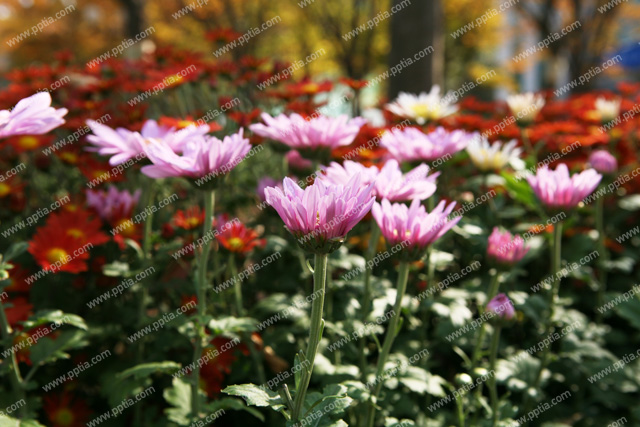 꽃 이미지 미리보기
