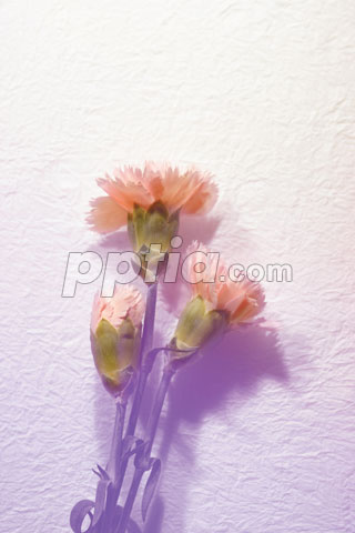 카네이션 이미지 미리보기