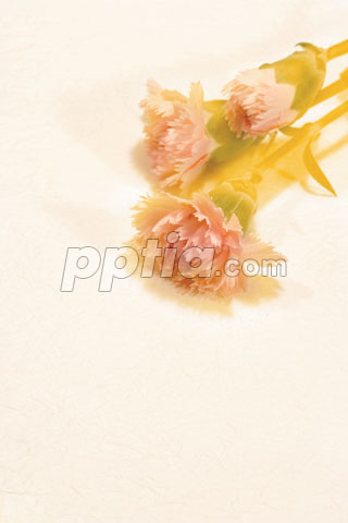 카네이션 이미지 미리보기