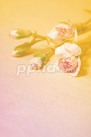 꽃과 꽃봉오리 이미지 미리보기