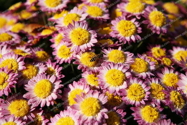 꽃 이미지 미리보기
