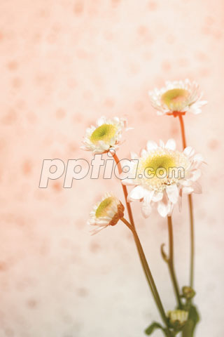 꽃 이미지 미리보기