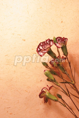 꽃과 꽃봉오리 이미지 미리보기