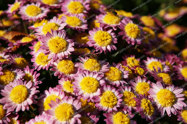 꽃 이미지 미리보기