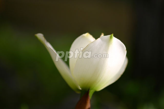 꽃 이미지 미리보기