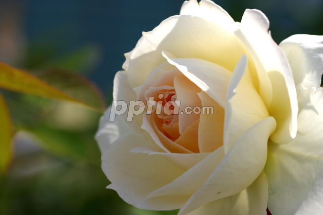백장미 꽃 이미지 미리보기