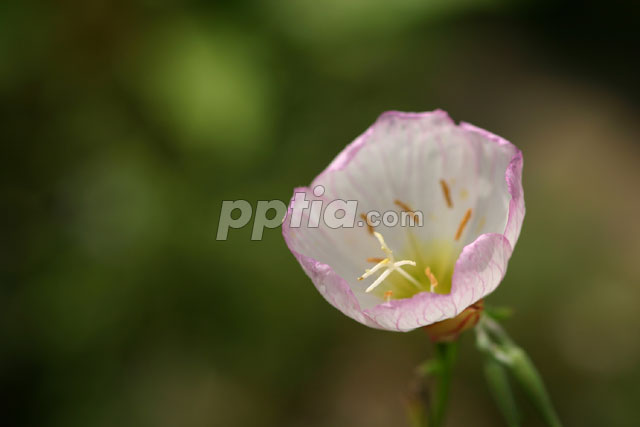 꽃 이미지 미리보기