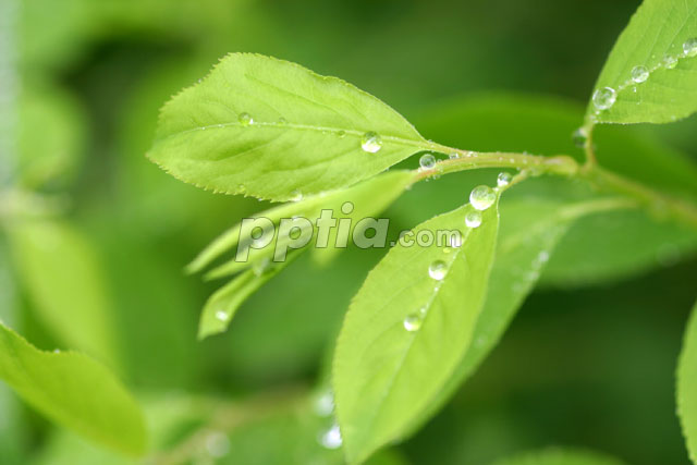 이슬맺힌 잎 이미지 미리보기
