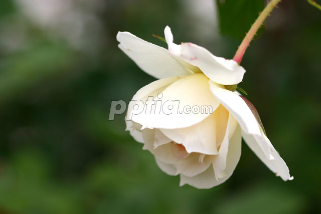 흰꽃 이미지 미리보기