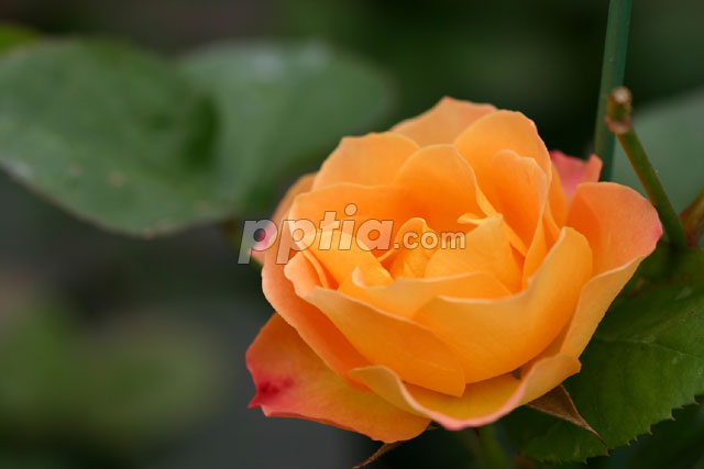 장미 이미지 미리보기