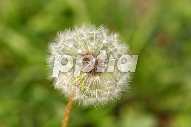 민들레씨앗 이미지 미리보기