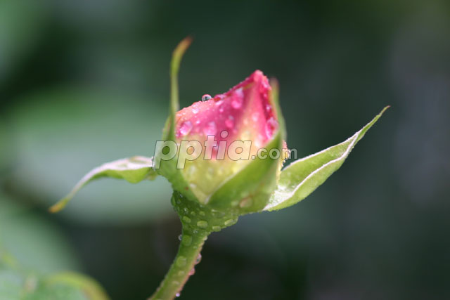 이슬맺힌 꽃봉오리 이미지 미리보기