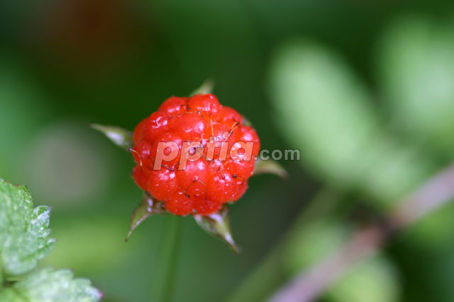 산딸기 이미지 미리보기