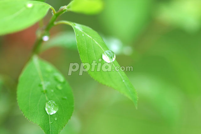 이슬맺힌 잎 이미지 미리보기