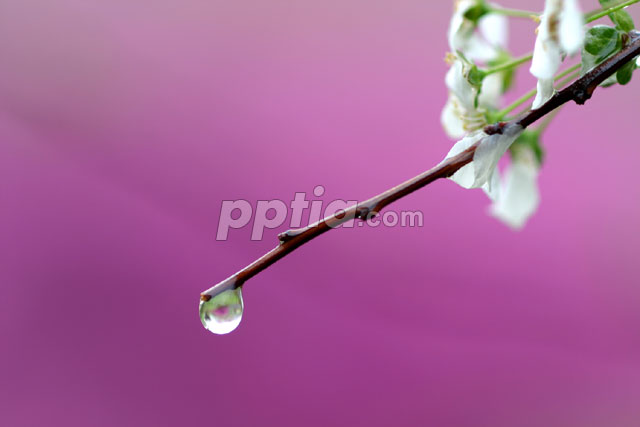 이슬 이미지 미리보기