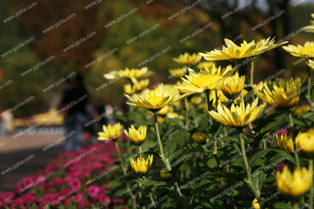 꽃 이미지 미리보기