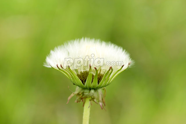 민들레씨앗 이미지 미리보기
