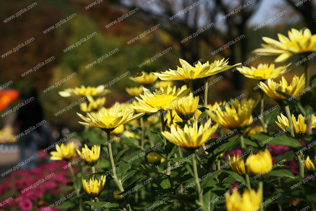 꽃 이미지 미리보기