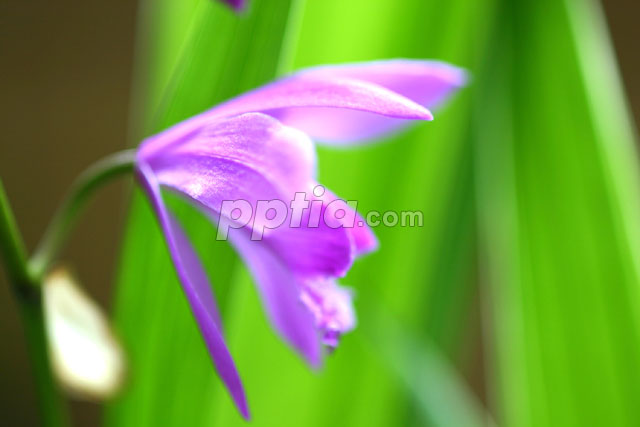 꽃 이미지 미리보기