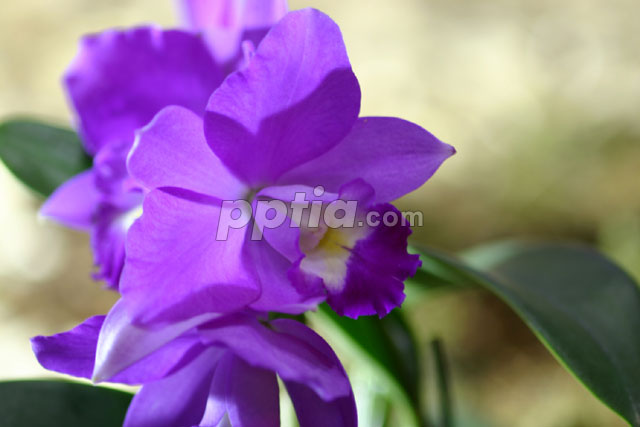 보라 꽃 이미지 미리보기