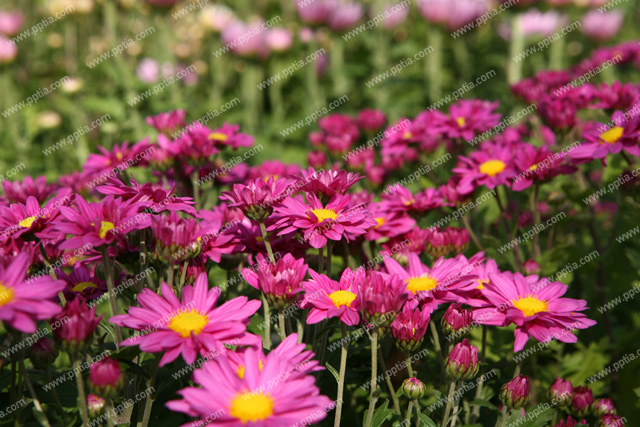 꽃 이미지 미리보기