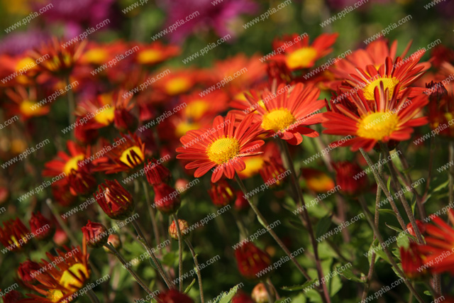 꽃 이미지 미리보기
