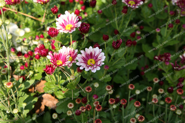 꽃 이미지 미리보기