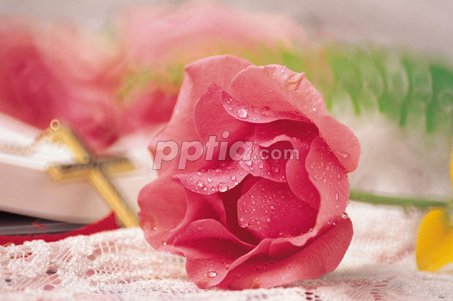 꽃 이미지 미리보기