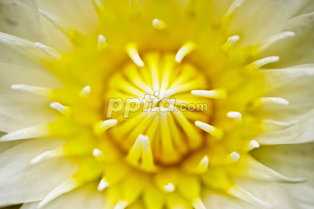 연꽃 이미지 미리보기